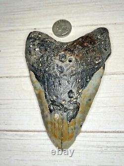Megalodon Shark Tooth 5.530 in. Buy from the source! Diver direct! Beautiful
