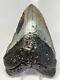 Megalodon Shark Tooth 5.53 Huge Beautiful Fossil Real 6839