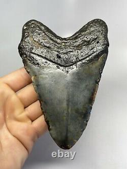 Megalodon Shark Tooth 5.53 Huge Beautiful Fossil Real 6839