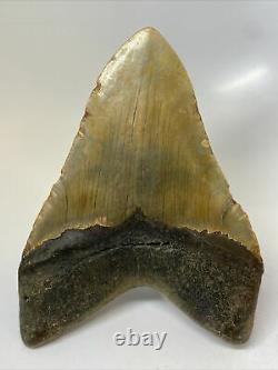 Megalodon Shark Tooth 5.53 Huge Unique Fossil Natural 10792