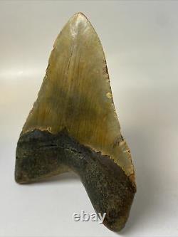 Megalodon Shark Tooth 5.53 Huge Unique Fossil Natural 10792