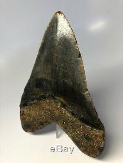 Megalodon Shark Tooth 5.54 Amazing Colors Real Fossil No Restoration 4531