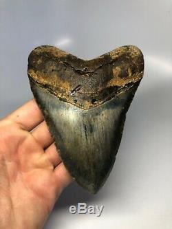 Megalodon Shark Tooth 5.54 Amazing Colors Real Fossil No Restoration 4531