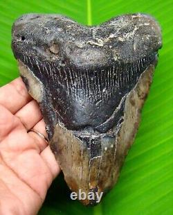 Megalodon Shark Tooth 5.54 Huge Fossil Shark Teeth No Repair