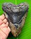Megalodon Shark Tooth 5.54 Huge Fossil Shark Teeth No Repair