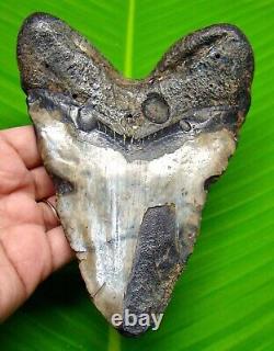 Megalodon Shark Tooth 5.54 Huge Fossil Shark Teeth No Repair