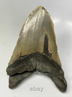 Megalodon Shark Tooth 5.54 Huge Unique Fossil Authentic 12642
