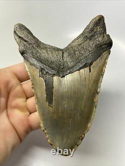 Megalodon Shark Tooth 5.54 Huge Unique Fossil Authentic 12642