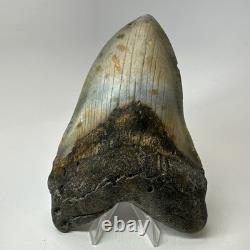 Megalodon Shark Tooth 5.54 Inch Giant Colorful Fossil Authentic 20209