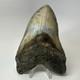 Megalodon Shark Tooth 5.54 Inch Giant Colorful Fossil Authentic 20209