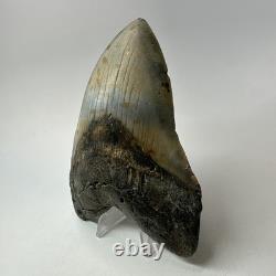 Megalodon Shark Tooth 5.54 Inch Giant Colorful Fossil Authentic 20209