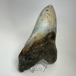 Megalodon Shark Tooth 5.54 Inch Giant Colorful Fossil Authentic 20209