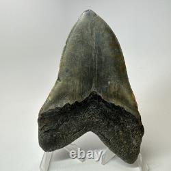 Megalodon Shark Tooth 5.54 Inch Giant Colorful Fossil Authentic 20209