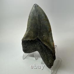 Megalodon Shark Tooth 5.54 Inch Giant Colorful Fossil Authentic 20209