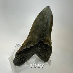 Megalodon Shark Tooth 5.54 Inch Giant Colorful Fossil Authentic 20209