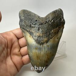 Megalodon Shark Tooth 5.54 Inch Giant Colorful Fossil Authentic 20209