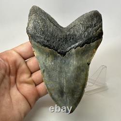 Megalodon Shark Tooth 5.54 Inch Giant Colorful Fossil Authentic 20209