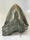 Megalodon Shark Tooth 5.54 Pathological Real Fossil Natural 8195