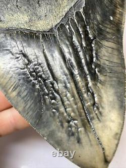Megalodon Shark Tooth 5.54 Pathological Real Fossil Natural 8195