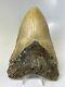 Megalodon Shark Tooth 5.55 Beautiful Big Fossil Real 7527
