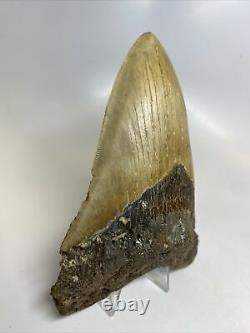 Megalodon Shark Tooth 5.55 Beautiful Big Fossil Real 7527