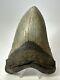 Megalodon Shark Tooth 5.55 Huge Unique Fossil Authentic 17427