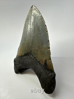 Megalodon Shark Tooth 5.55 Huge Unique Fossil Authentic 17427