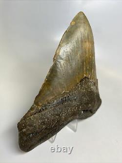 Megalodon Shark Tooth 5.55 Huge Wide Fossil Amazing 9647