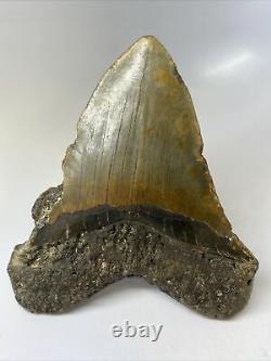 Megalodon Shark Tooth 5.55 Huge Wide Fossil Amazing 9647