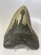 Megalodon Shark Tooth 5.55 Inch Huge Beautiful Fossil Authentic 14854