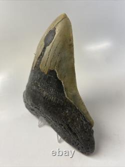 Megalodon Shark Tooth 5.55 inch Huge Beautiful Fossil Authentic 14854