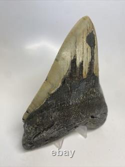 Megalodon Shark Tooth 5.55 inch Huge Beautiful Fossil Authentic 14854