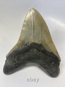 Megalodon Shark Tooth 5.55 inch Huge Beautiful Fossil Authentic 14854