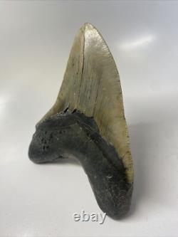 Megalodon Shark Tooth 5.55 inch Huge Beautiful Fossil Authentic 14854 Megalodon Shark Tooth 5.55 inch Huge Beautiful Fossil Authentic 14854