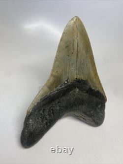 Megalodon Shark Tooth 5.55 inch Huge Beautiful Fossil Authentic 14854