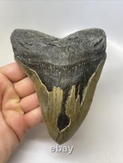 Megalodon Shark Tooth 5.55 inch Huge Beautiful Fossil Authentic 14854