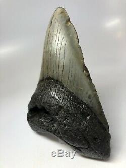 Megalodon Shark Tooth 5.56 Huge Beautiful Fossil Real 4732