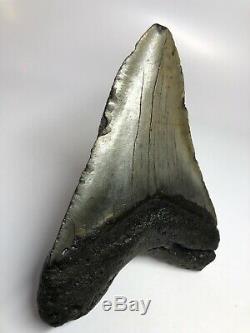 Megalodon Shark Tooth 5.56 Huge Beautiful Fossil Real 4732