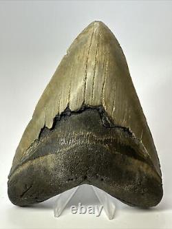 Megalodon Shark Tooth 5.57 Authentic Natural Fossil Carolina 17465