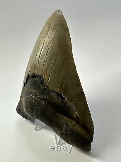 Megalodon Shark Tooth 5.57 Authentic Natural Fossil Carolina 17465