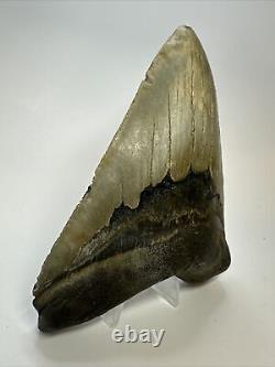 Megalodon Shark Tooth 5.57 Authentic Natural Fossil Carolina 17465