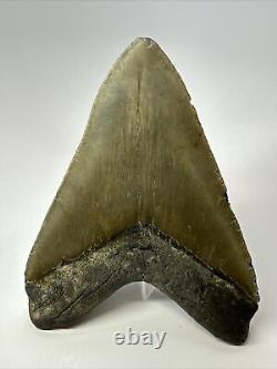 Megalodon Shark Tooth 5.57 Authentic Natural Fossil Carolina 17465