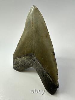 Megalodon Shark Tooth 5.57 Authentic Natural Fossil Carolina 17465