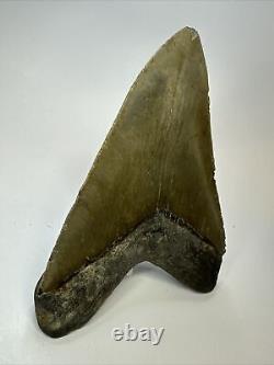 Megalodon Shark Tooth 5.57 Authentic Natural Fossil Carolina 17465