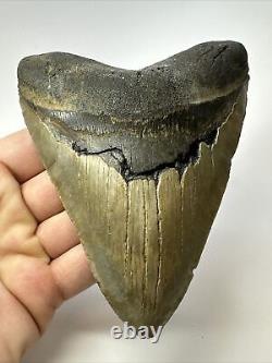 Megalodon Shark Tooth 5.57 Authentic Natural Fossil Carolina 17465