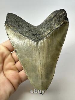 Megalodon Shark Tooth 5.57 Authentic Natural Fossil Carolina 17465