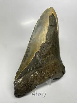 Megalodon Shark Tooth 5.57 Huge Natural Fossil Authentic 12574