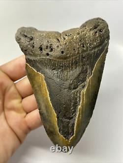 Megalodon Shark Tooth 5.57 Huge Natural Fossil Authentic 12574