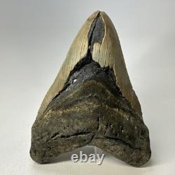 Megalodon Shark Tooth 5.57 Inch Huge Authentic Fossil Natural Teeth 20137
