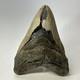 Megalodon Shark Tooth 5.57 Inch Huge Authentic Fossil Natural Teeth 20137
